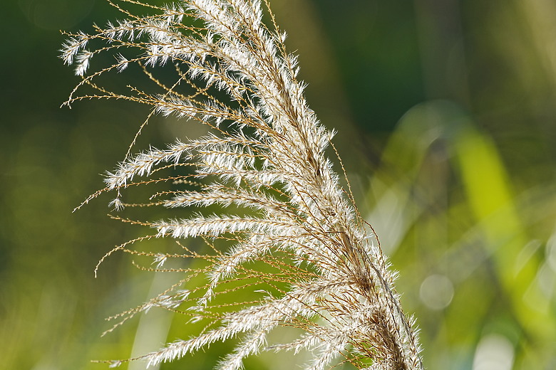 點我看大圖 Sigma 15mm f/1.4 DG DN Art 全幅魚眼、500mm f/5.6 DG DN OS Sports 輕巧大砲|雙鏡同時發表!