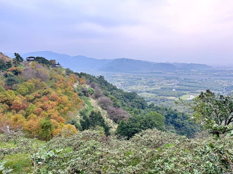 【小惡魔金龍踏春】之香格里拉踏青/住宿/農場