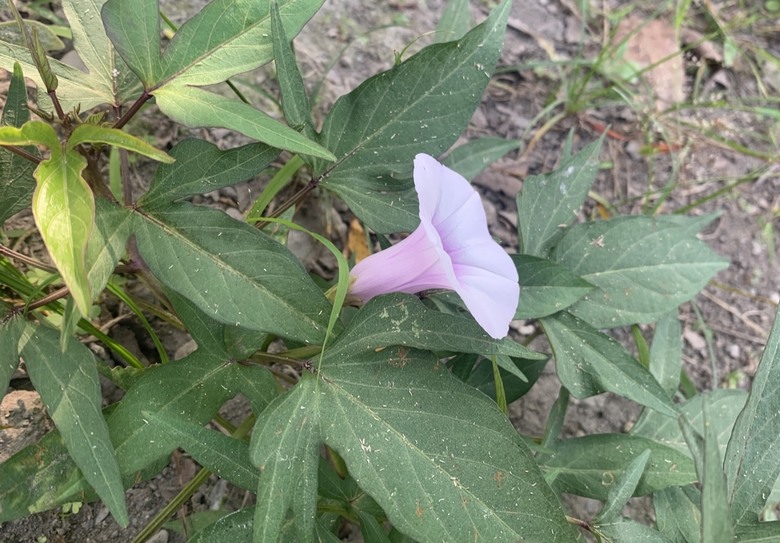 原來地瓜花長這樣