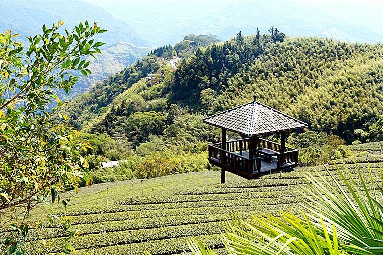 【小惡魔金龍踏春】嘉義阿里山 | 二延平步道健走