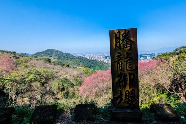 【小惡魔金龍踏春】上山看應景龍騰櫻花，下山靠人擠人喜啃肋排