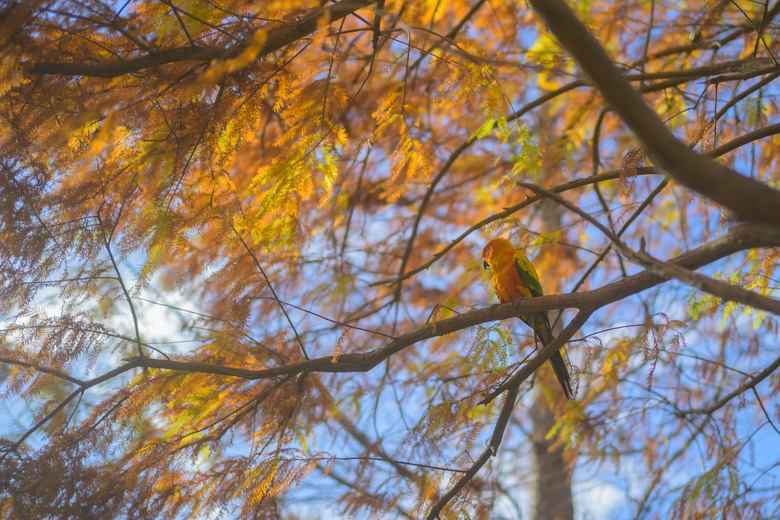 【入手心得】Nikon ZF + 40mm Kit 組