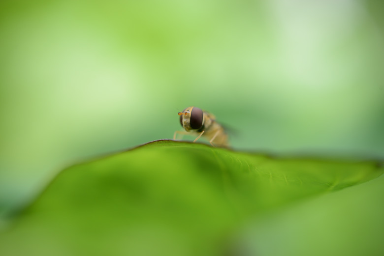 tokina 35 2.8