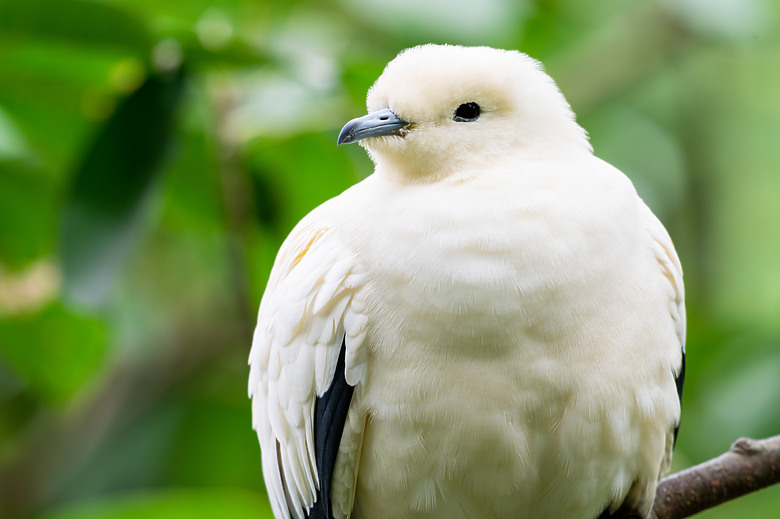 全幅長焦初體驗 NIKKOR Z 180-600mm