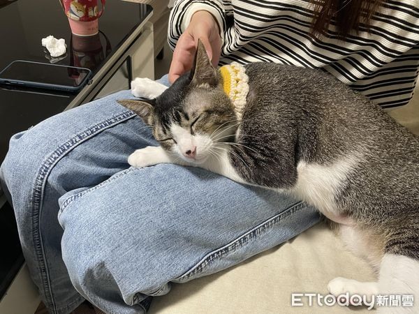 「養貓的人怎麼煮飯?」喵奴列18步SOP教學過來人讀完秒懂笑噴