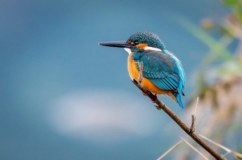 全幅長焦初體驗 NIKKOR Z 180-600mm