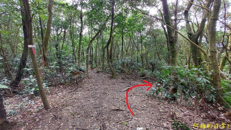 【小惡魔金龍踏春】雙心縱走 12座山峰+環湖走出心連心