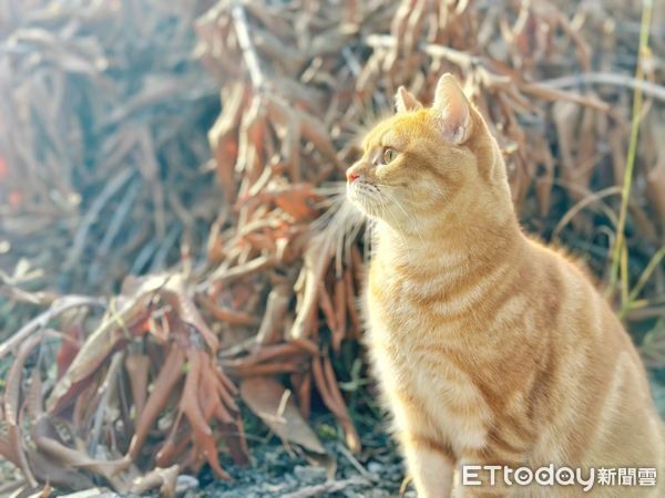 阿婆警告「田裡有黃鼠狼」趕快抓!她確認本尊笑翻:那是我的貓