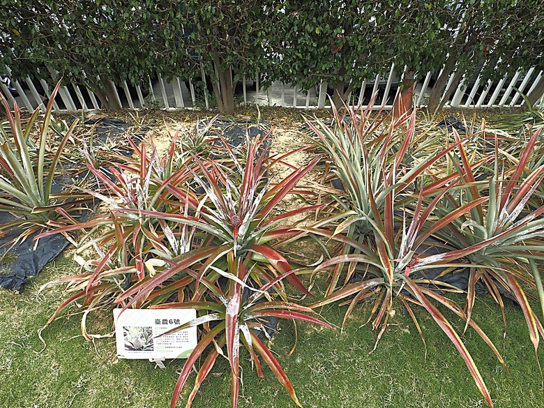 臺灣鳳梨工場、蚵仔寮漁市場、愛琴海岸海景渡假農場、橋頭糖廠、明寧靖王墓,外掛位在屏東的勝利星村V.I.P Zone — 2024年【小惡魔金龍踏春】春節假期遊程之一