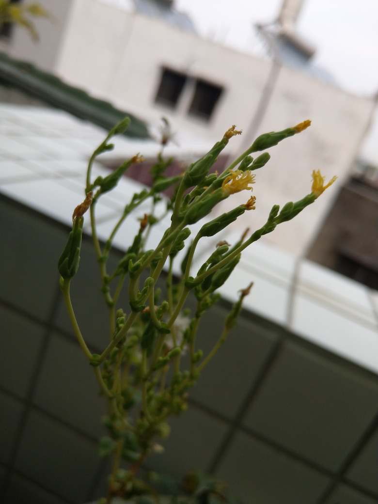 為何大陸妹菜長這個樣子