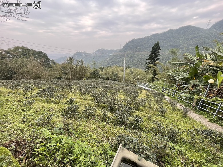 【小惡魔金龍踏春】茶情滿滿的初一踏青：父愛山水客景觀茶館之旅