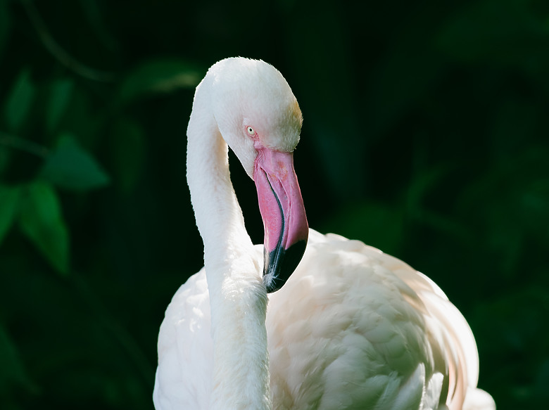 全幅長焦初體驗 NIKKOR Z 180-600mm