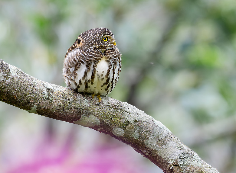 全幅長焦初體驗 NIKKOR Z 180-600mm