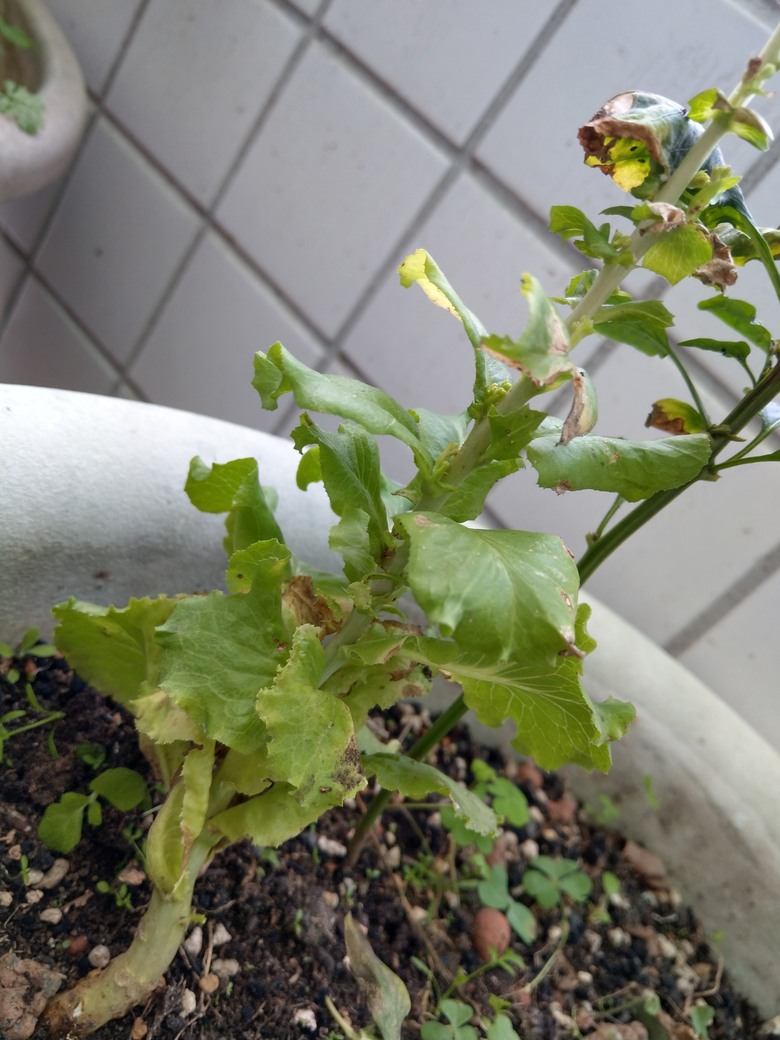 為何大陸妹菜長這個樣子