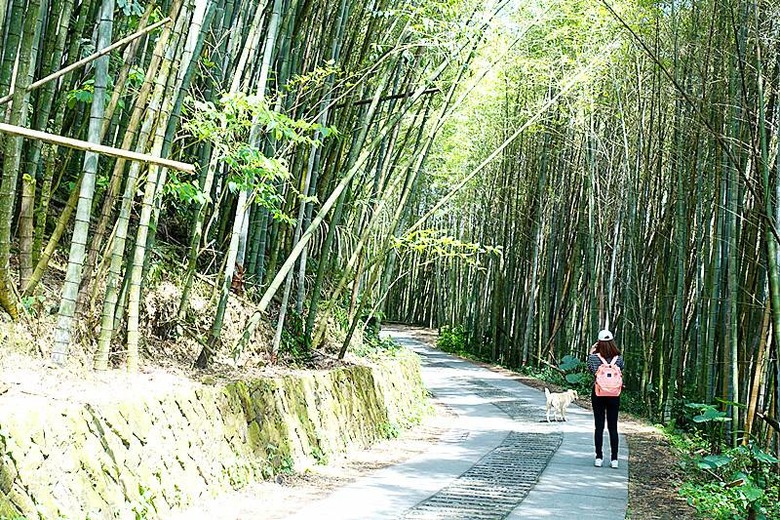 【小惡魔金龍踏春】嘉義阿里山 | 二延平步道健走