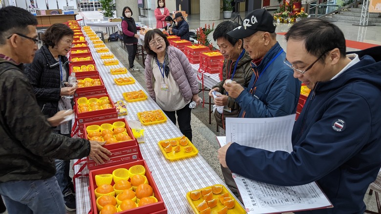 茂谷柑王出爐！ 中市茂谷柑果品評鑑，石岡區涂文庭榮登冠軍