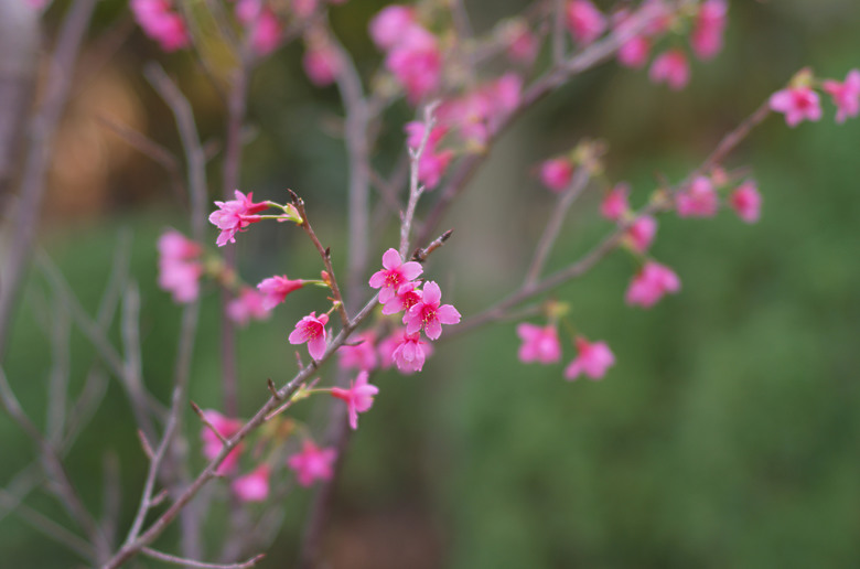 (微分享)古典清麗散景, M11+Zeiss C Sonnar 50mm f1.5 ZM