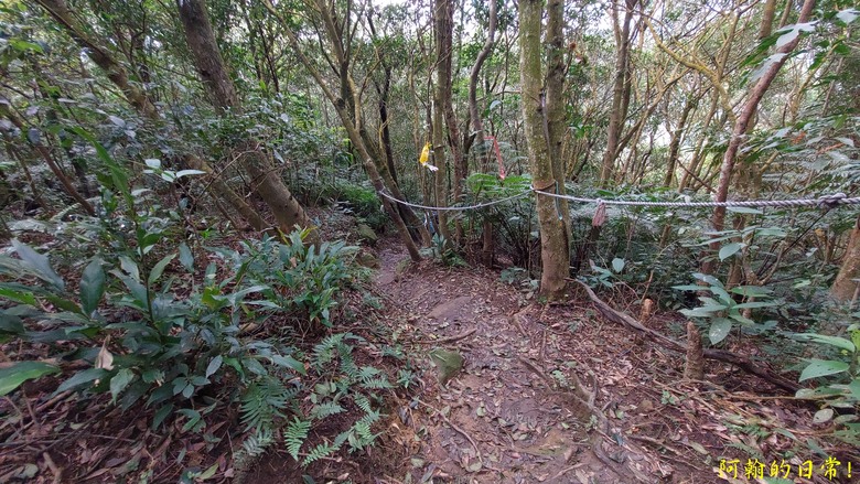 【小惡魔金龍踏春】雙心縱走 12座山峰+環湖走出心連心