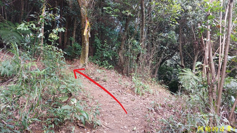 【小惡魔金龍踏春】雙心縱走 12座山峰+環湖走出心連心