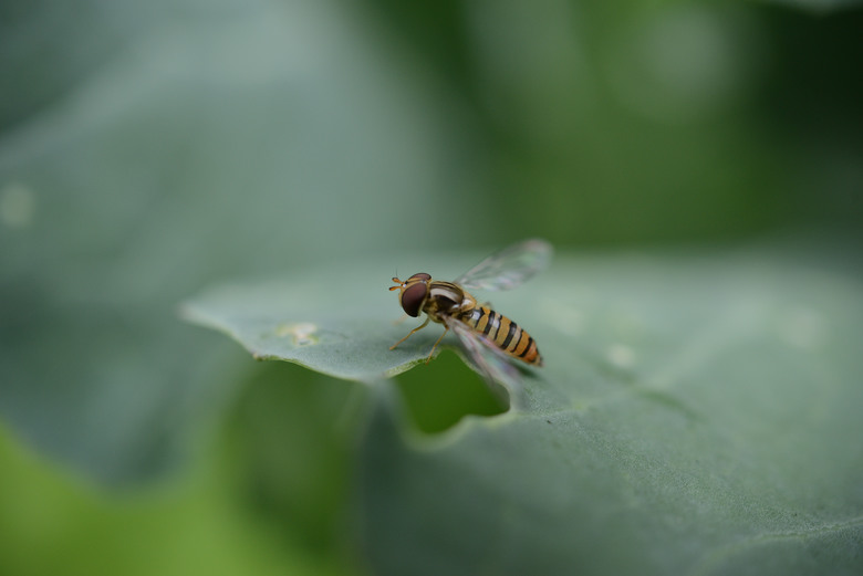 tokina 35 2.8
