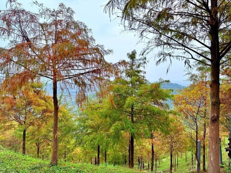 【小惡魔金龍踏春】之香格里拉踏青/住宿/農場