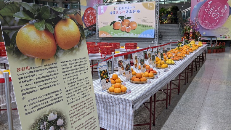 茂谷柑王出爐！ 中市茂谷柑果品評鑑，石岡區涂文庭榮登冠軍