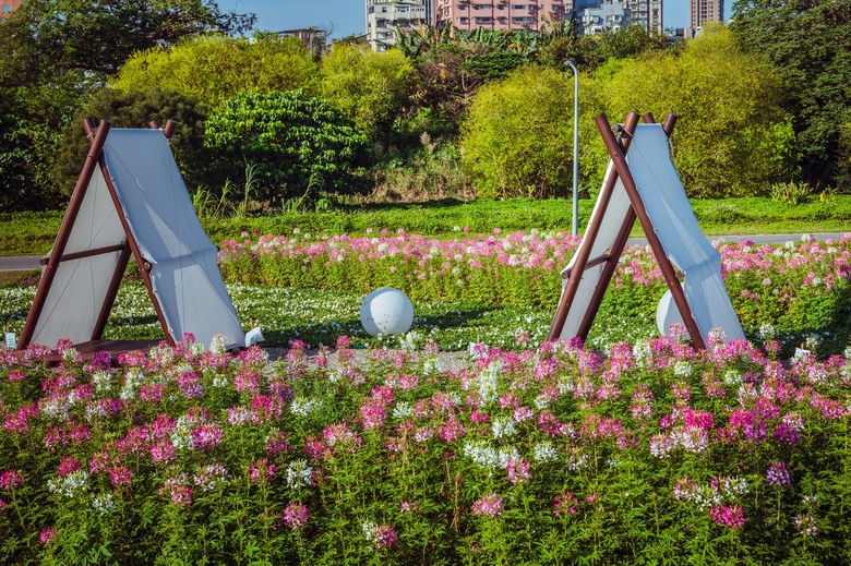 2024「花IN 台北」古亭河濱花海浪漫綻放！中正紀念堂櫻花大道美不勝收！