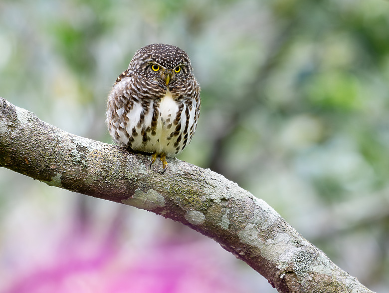 全幅長焦初體驗 NIKKOR Z 180-600mm