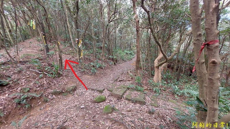 【小惡魔金龍踏春】雙心縱走 12座山峰+環湖走出心連心