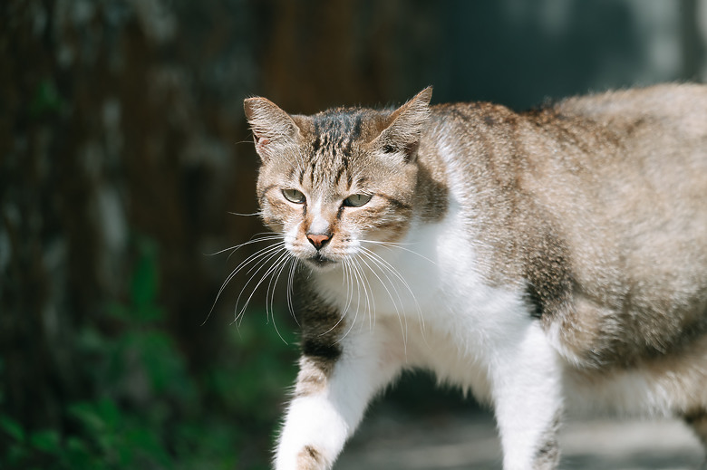 全幅長焦初體驗 NIKKOR Z 180-600mm