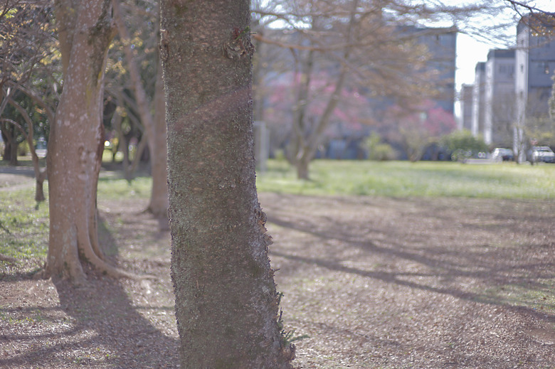 (微分享)古典清麗散景, M11+Zeiss C Sonnar 50mm f1.5 ZM