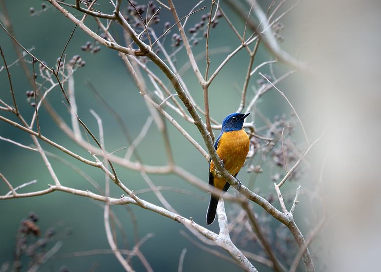 全幅長焦初體驗 NIKKOR Z 180-600mm