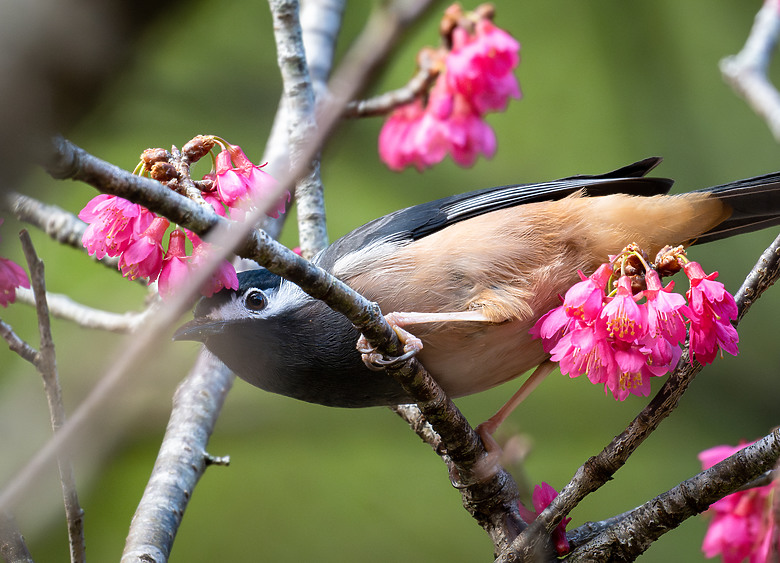 全幅長焦初體驗 NIKKOR Z 180-600mm