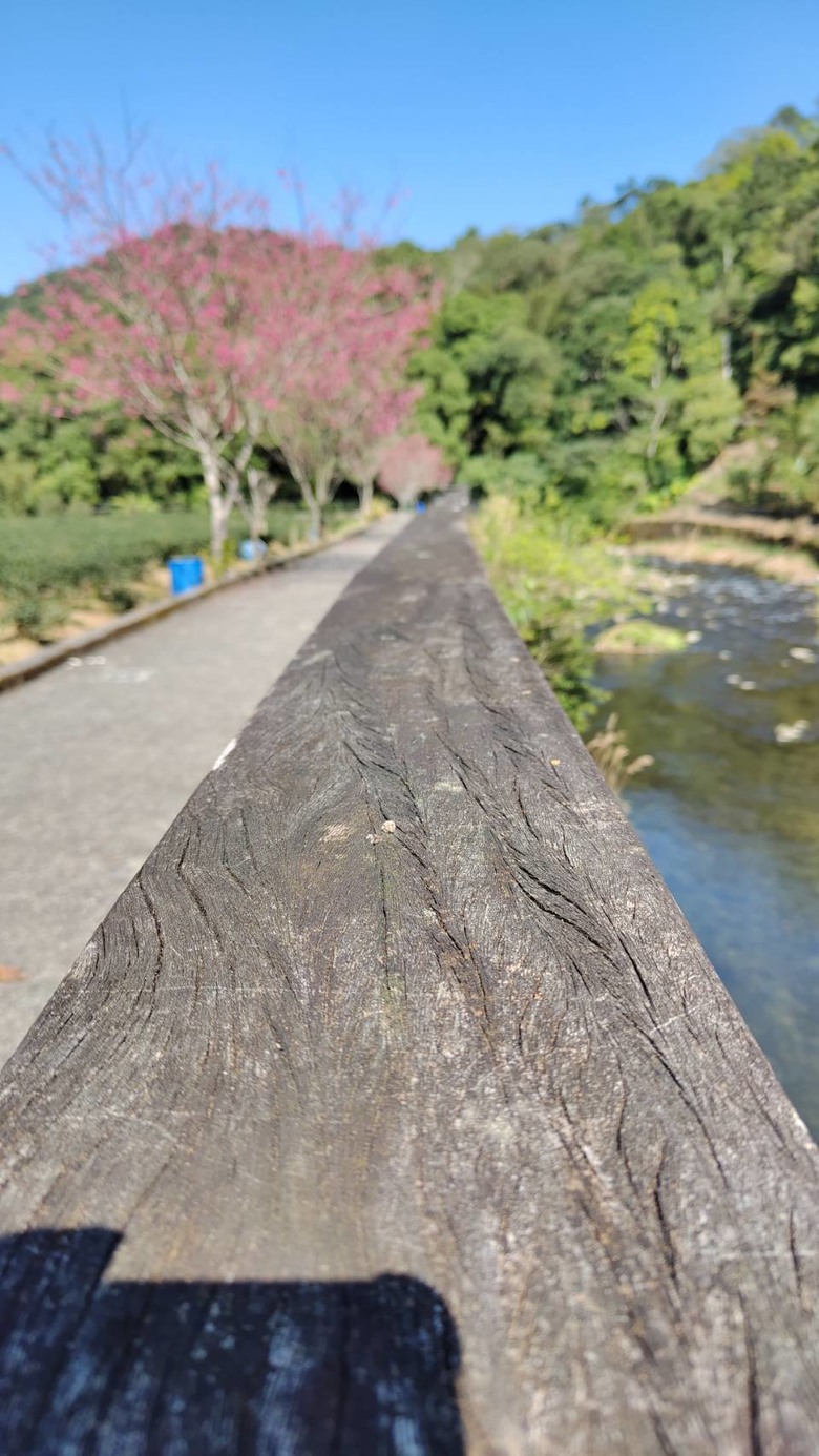 【小惡魔金龍踏春】坪林金瓜寮走春