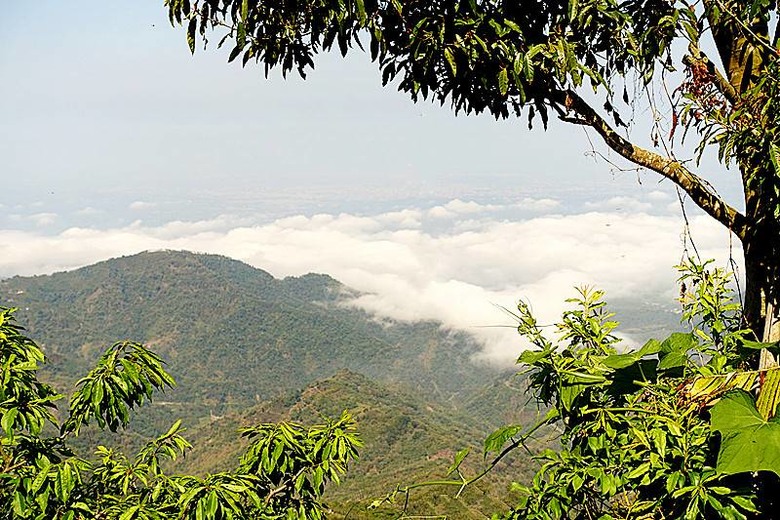 【小惡魔金龍踏春】嘉義阿里山 | 二延平步道健走