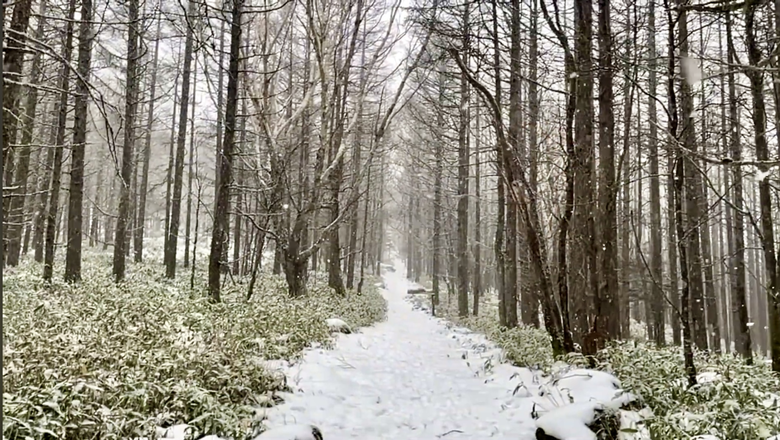 【小惡魔金龍踏春】日本長野女神湖雪中健行趣