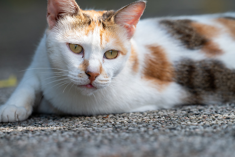 全幅長焦初體驗 NIKKOR Z 180-600mm