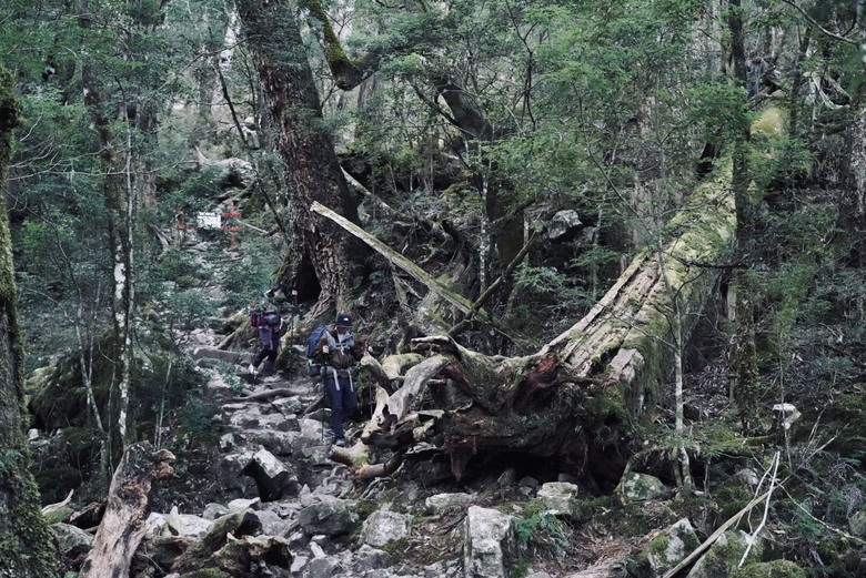 【世紀奇峰】▲▲ 阿霸,我回來了!!大霸尖山
