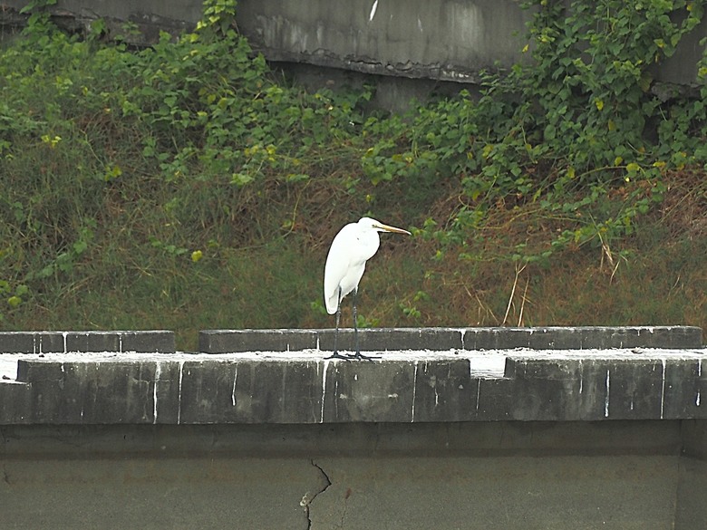 臺灣鳳梨工場、蚵仔寮漁市場、愛琴海岸海景渡假農場、橋頭糖廠、明寧靖王墓,外掛位在屏東的勝利星村V.I.P Zone — 2024年【小惡魔金龍踏春】春節假期遊程之一