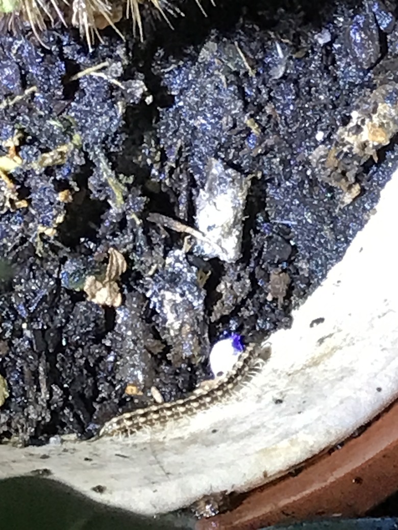 請問這是蜈蚣還是馬陸？