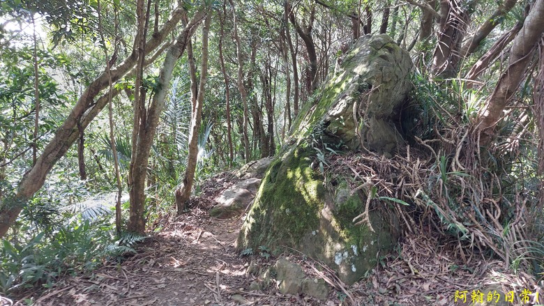 【小惡魔金龍踏春】筆架連峰 360度山巒優美景色 北部三大岩場最後拼圖