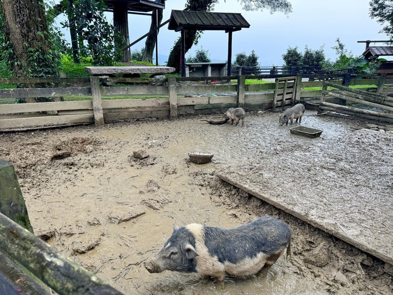【小惡魔金龍踏春】之香格里拉踏青/住宿/農場