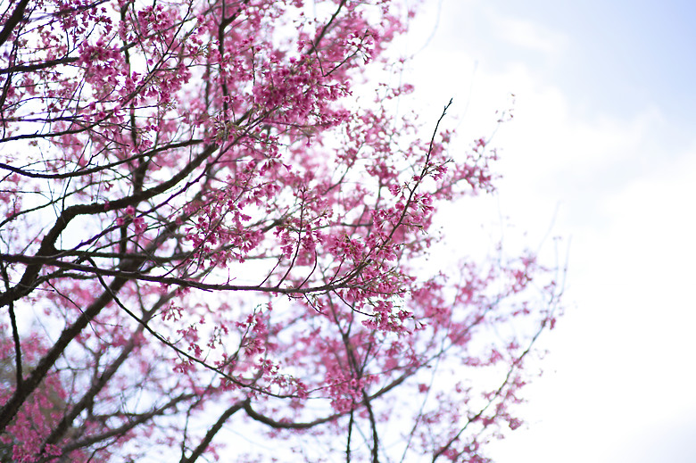 (微分享)古典清麗散景, M11+Zeiss C Sonnar 50mm f1.5 ZM