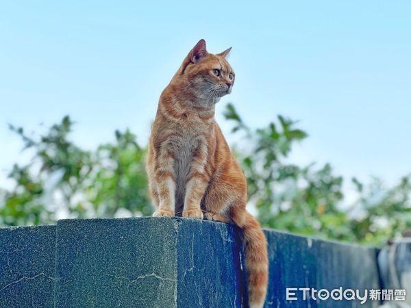 阿婆警告「田裡有黃鼠狼」趕快抓!她確認本尊笑翻:那是我的貓