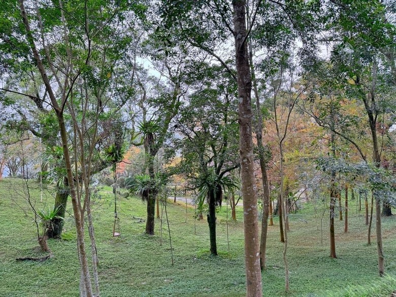 【小惡魔金龍踏春】之香格里拉踏青/住宿/農場