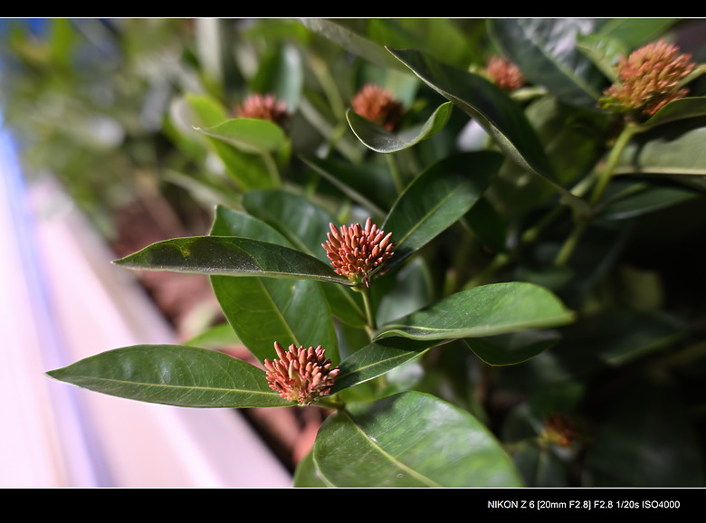 入手 Viltrox AF 20mm F2.8 Z