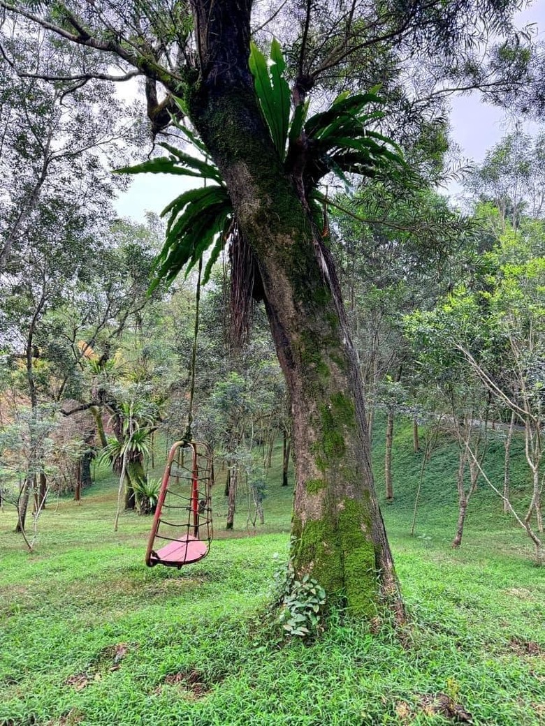 【小惡魔金龍踏春】之香格里拉踏青/住宿/農場