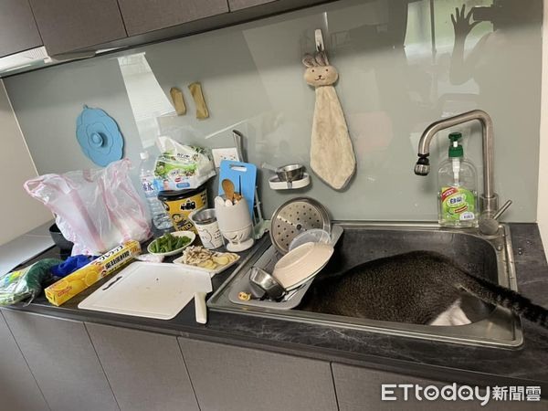 「養貓的人怎麼煮飯?」喵奴列18步SOP教學過來人讀完秒懂笑噴
