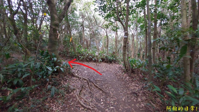 【小惡魔金龍踏春】雙心縱走 12座山峰+環湖走出心連心