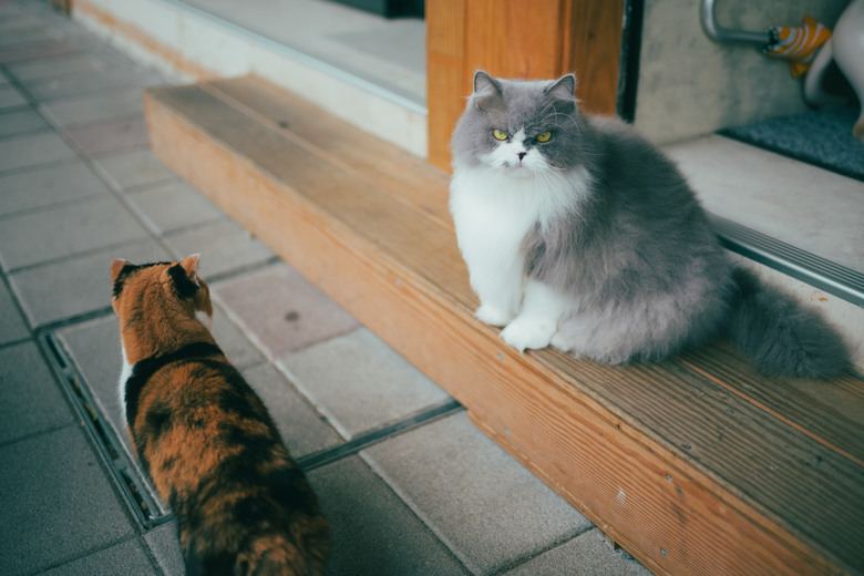 【入手心得】Nikon ZF + 40mm Kit 組